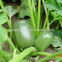SQ09 Bicheng verde escuro f1 sementes de abóbora híbrida, sementes de abobrinha para o plantio